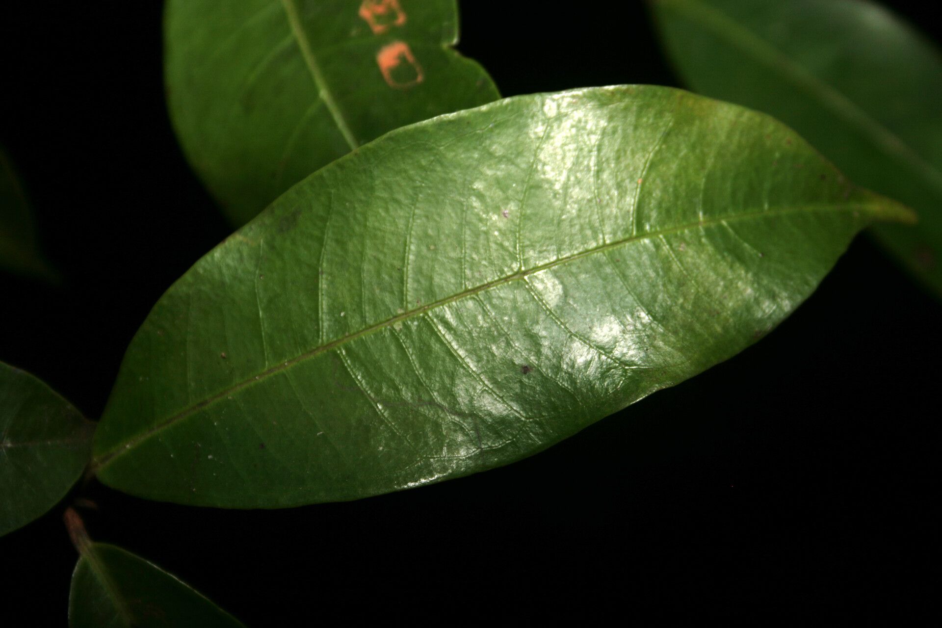 Myrcia rupta — houseplant care guide