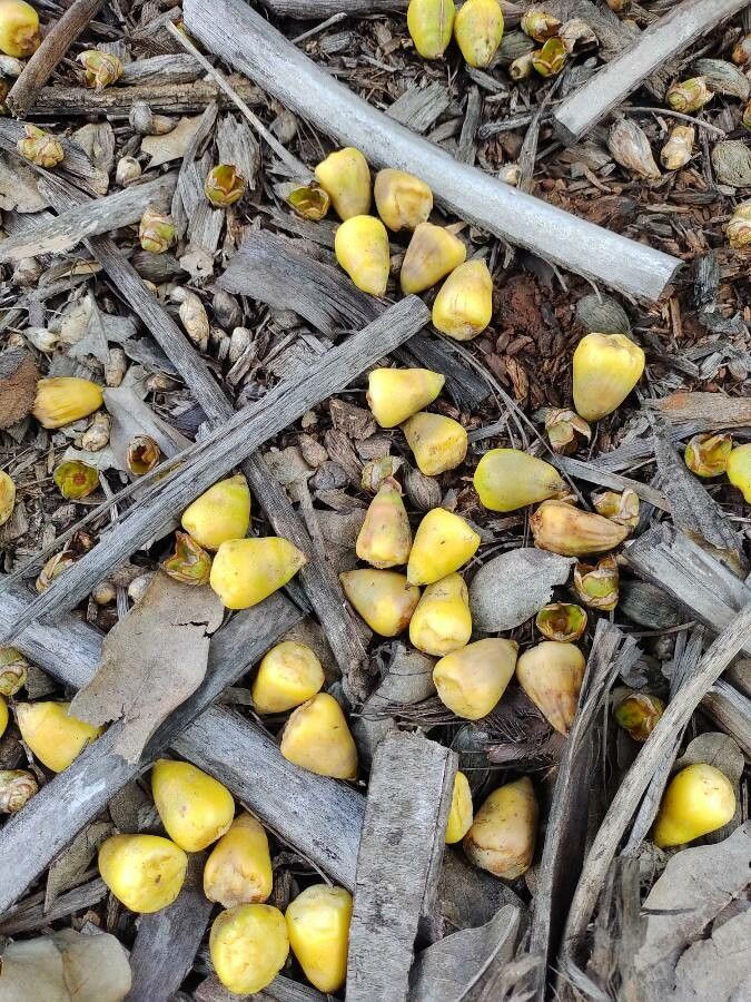 Butia paraguayensis fruit