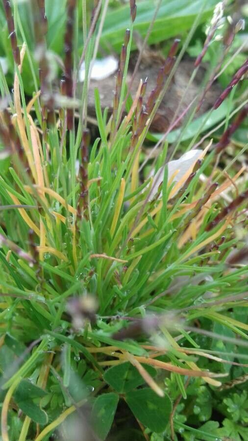 Mibora minima — houseplant care guide