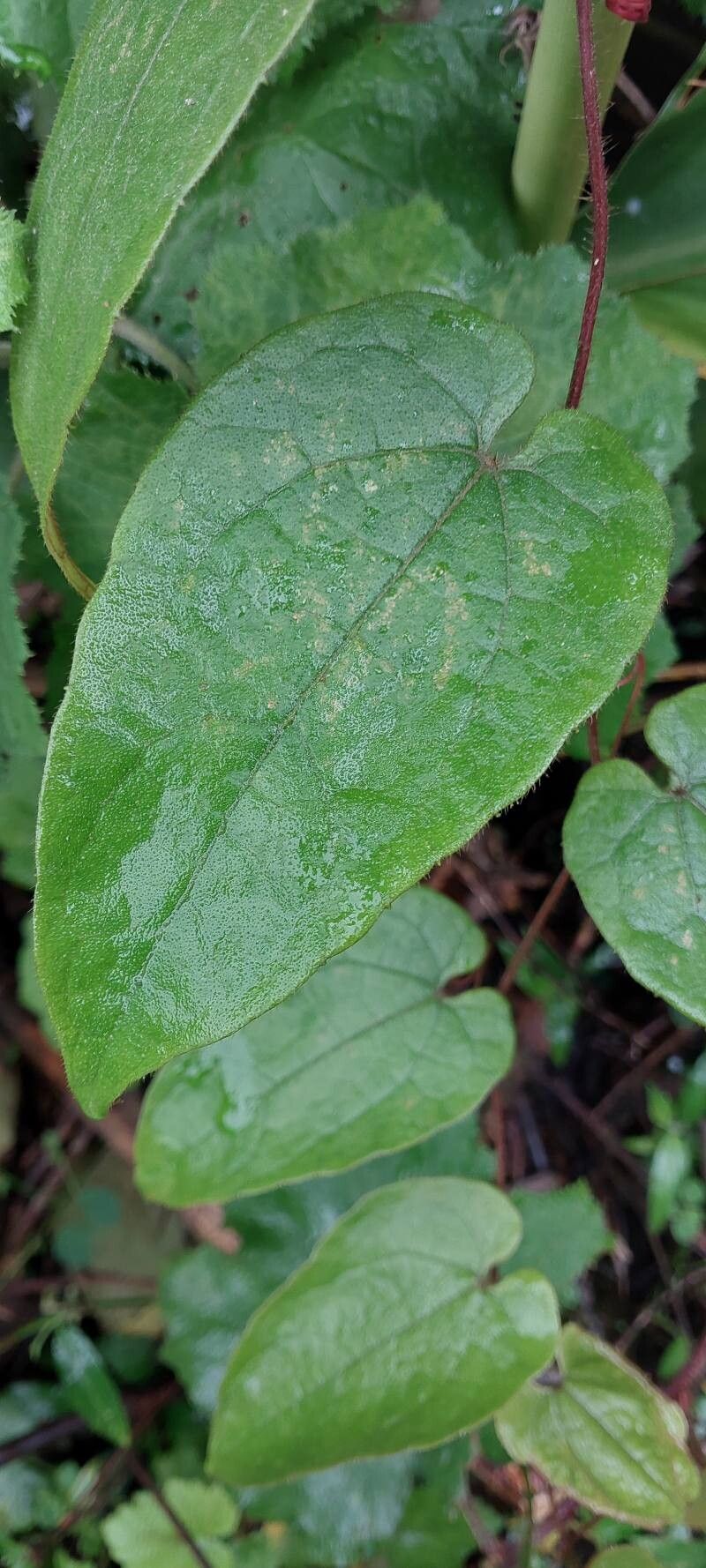 Zehneria perrieri — houseplant care guide