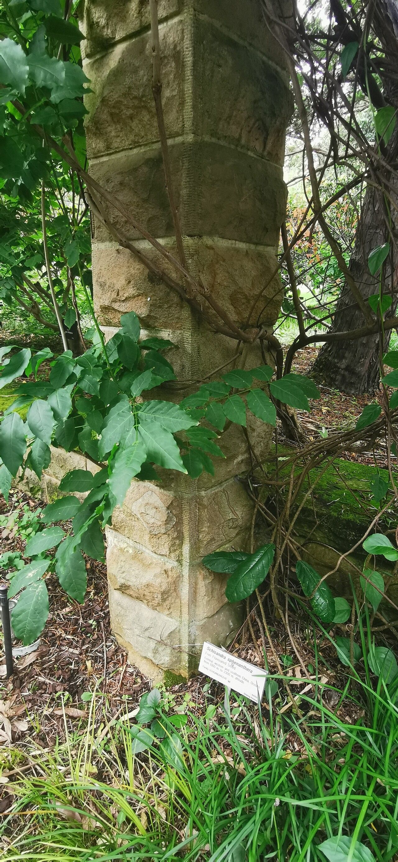 Schisandra sphenanthera — search result for 'Schisandra'