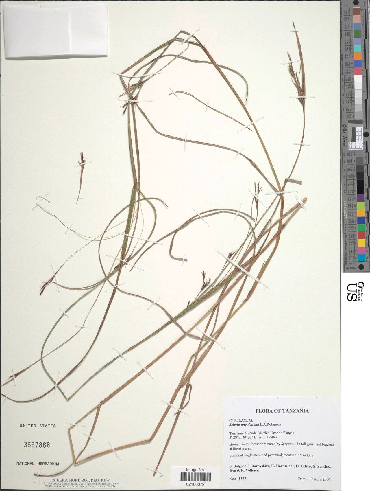 Scleria unguiculata — houseplant care guide