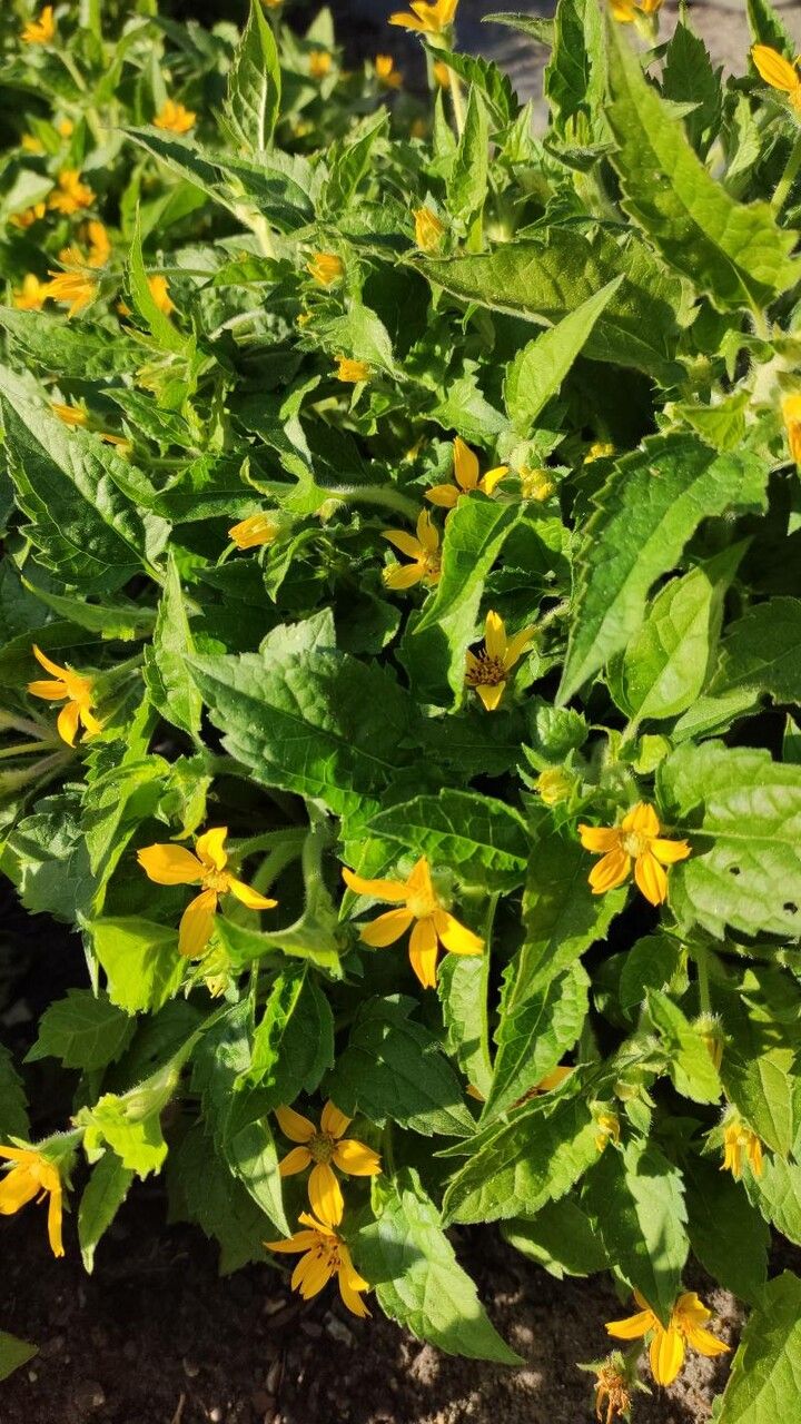 Chrysogonum virginianum habit
