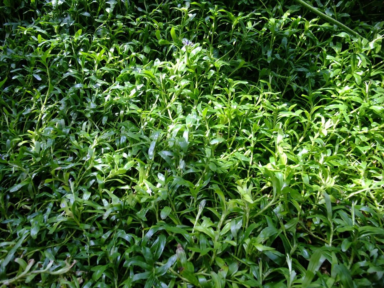 Heteranthera zosterifolia habit