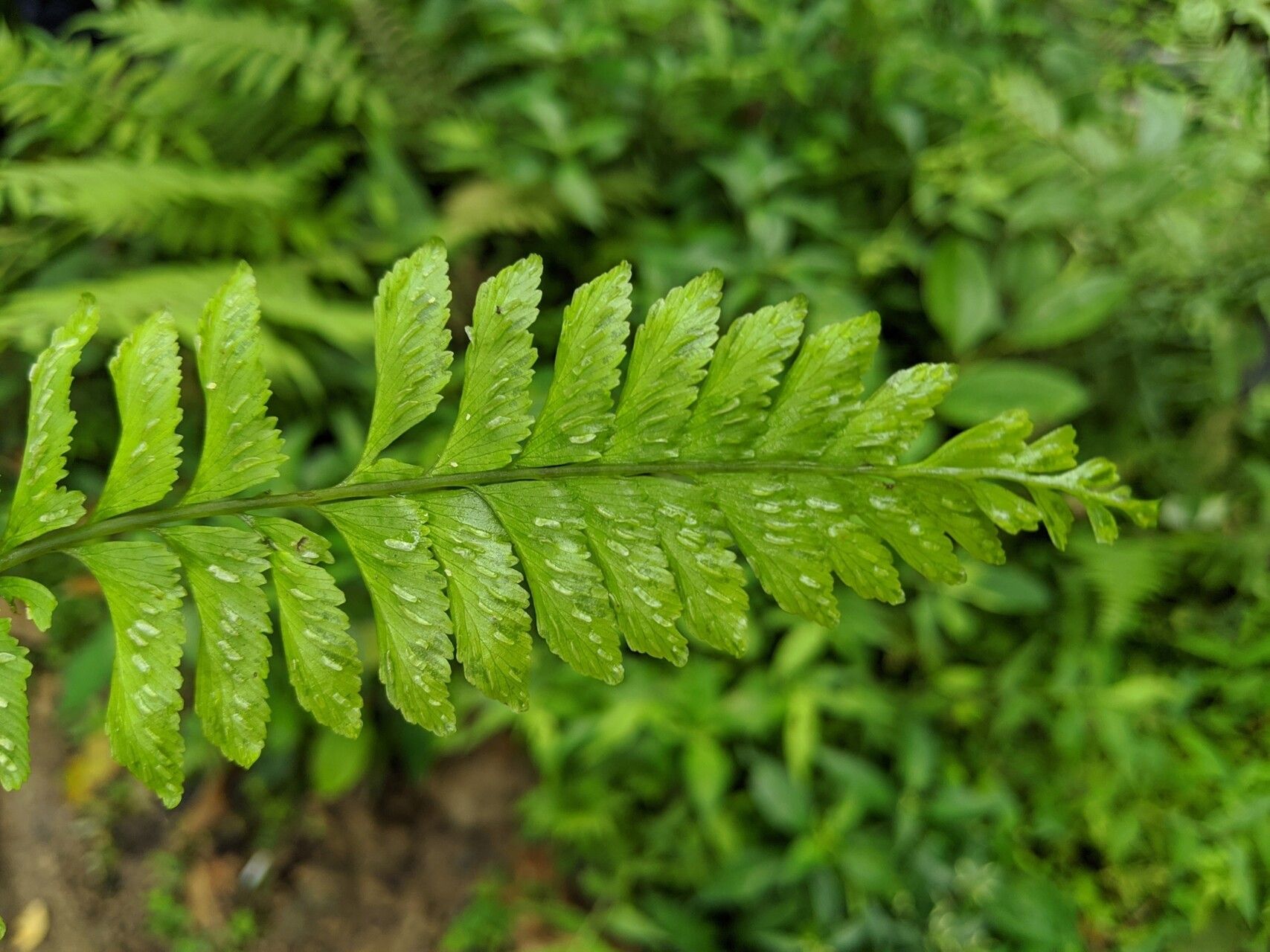 Hymenasplenium obscurum leaf