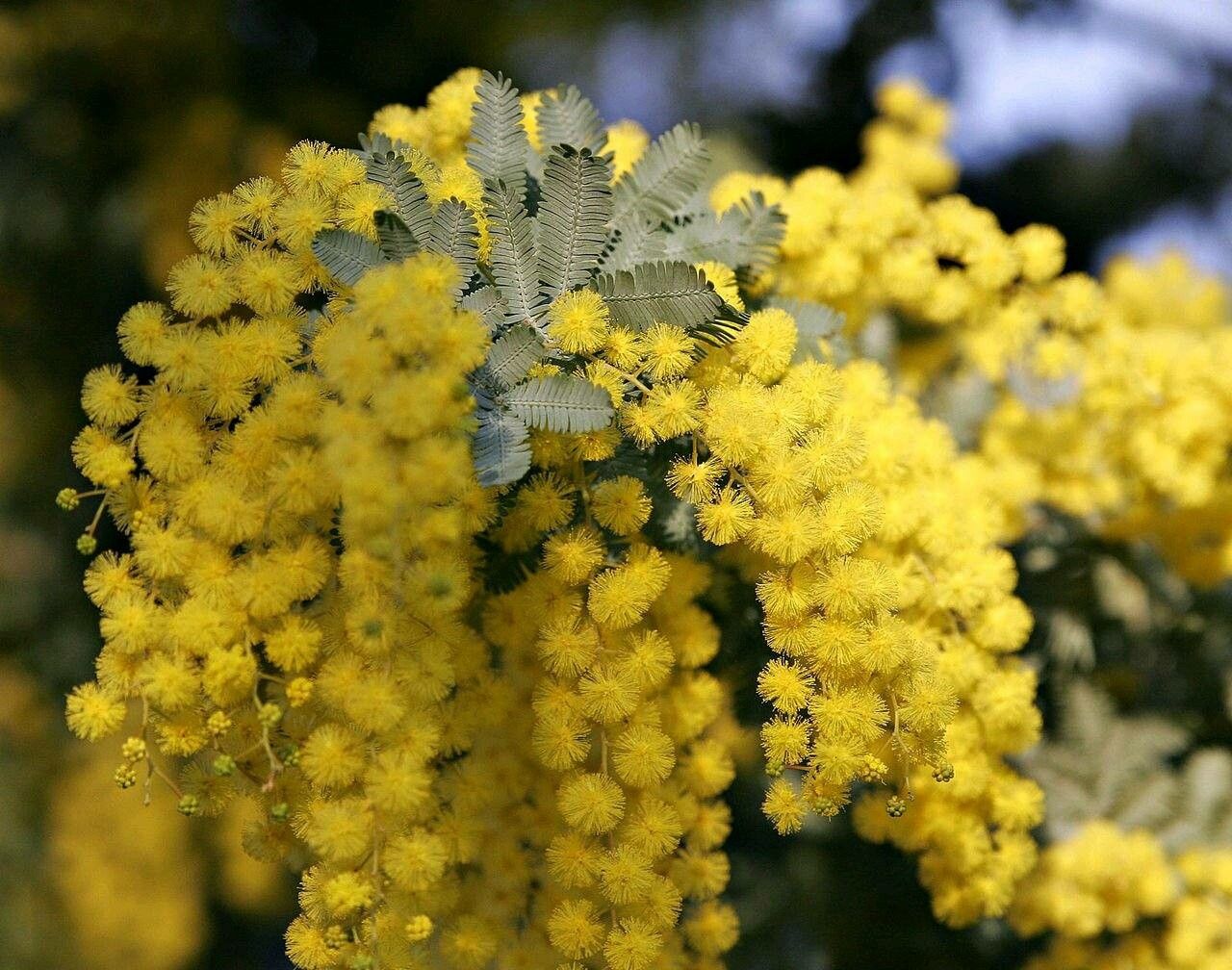 Acacia baileyana flower