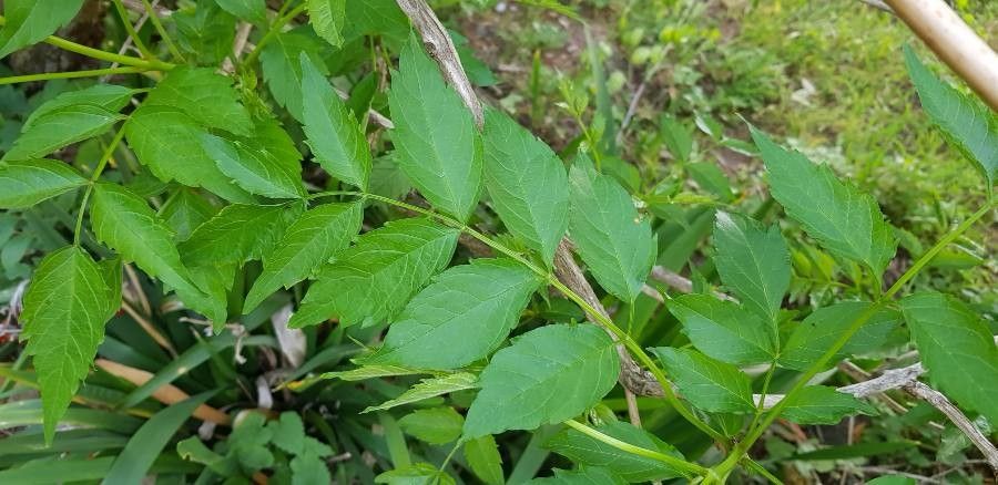Campsis x tagliabuana leaf