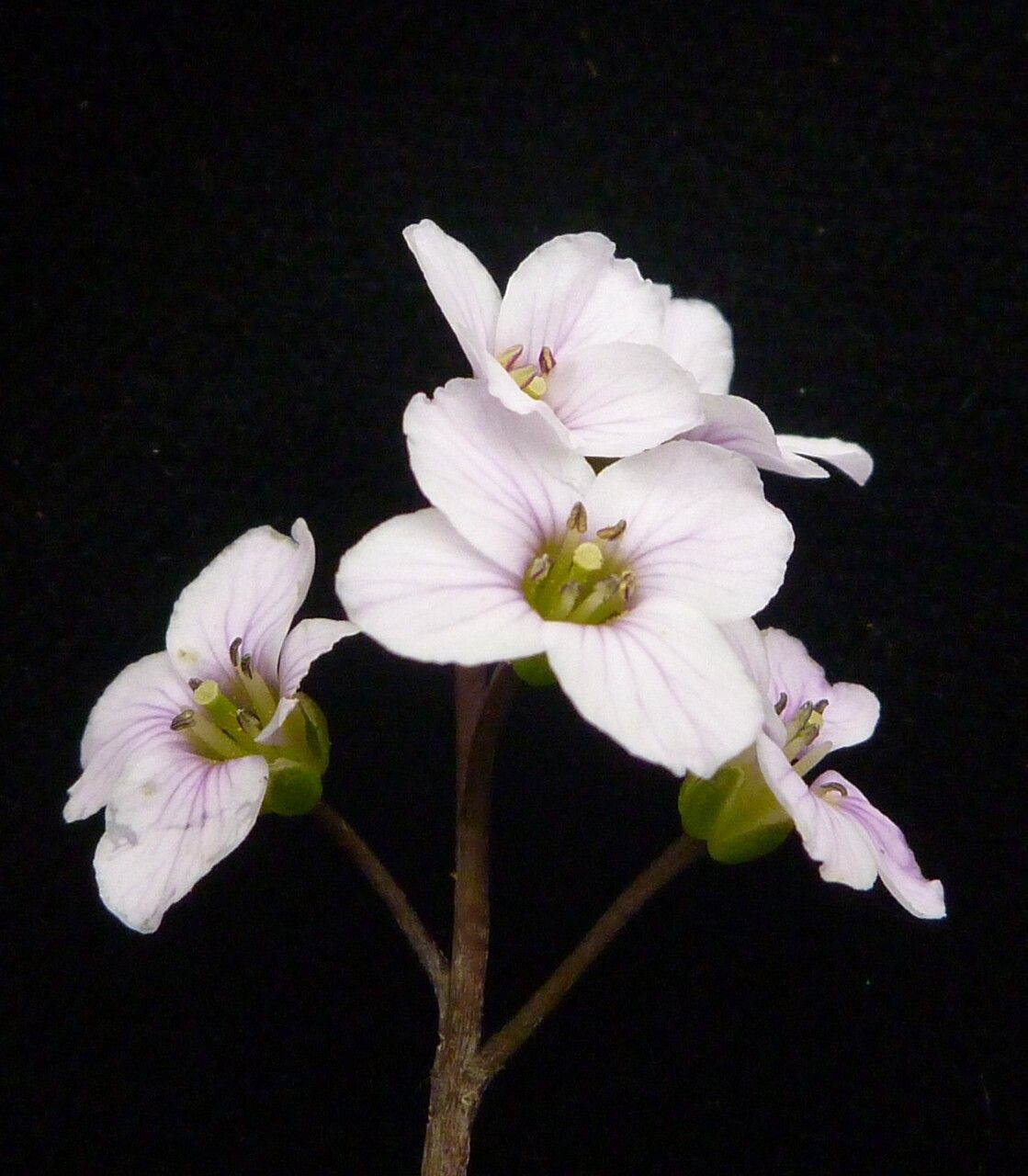 Cardamine loxostemonoides habit