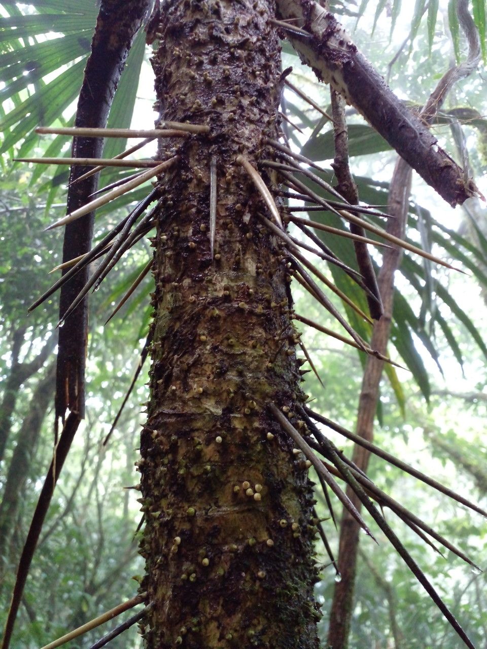 Cryosophila warscewiczii bark