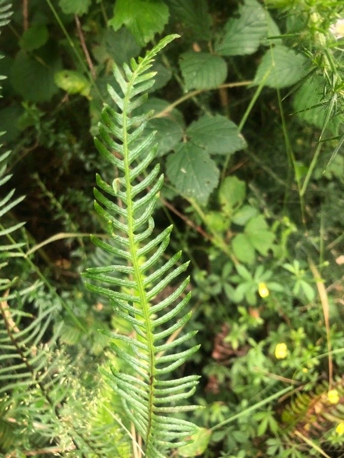 Blechnum spicant — houseplant care guide