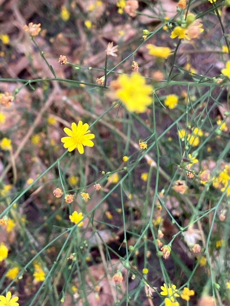 Amphiachyris amoena flower