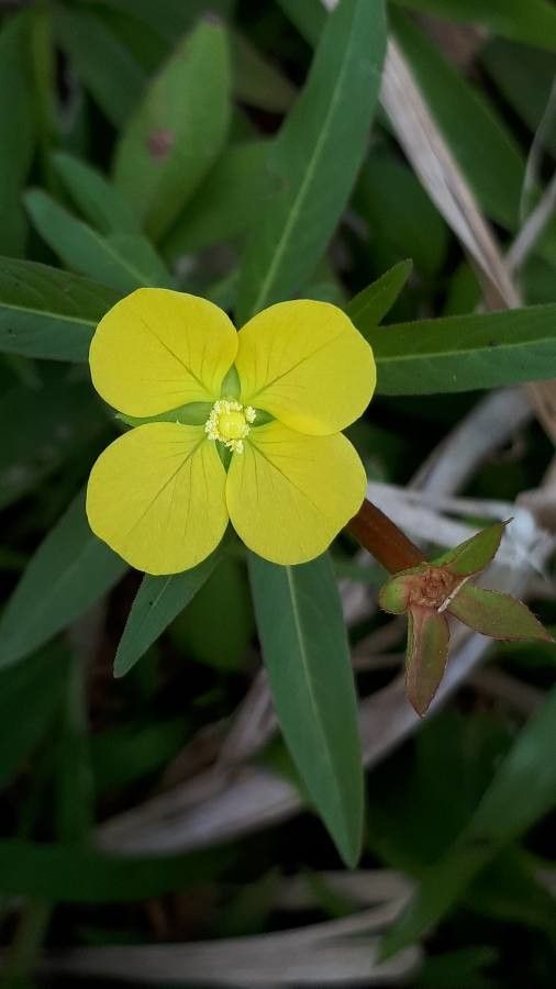 Ludwigia alternifolia flower