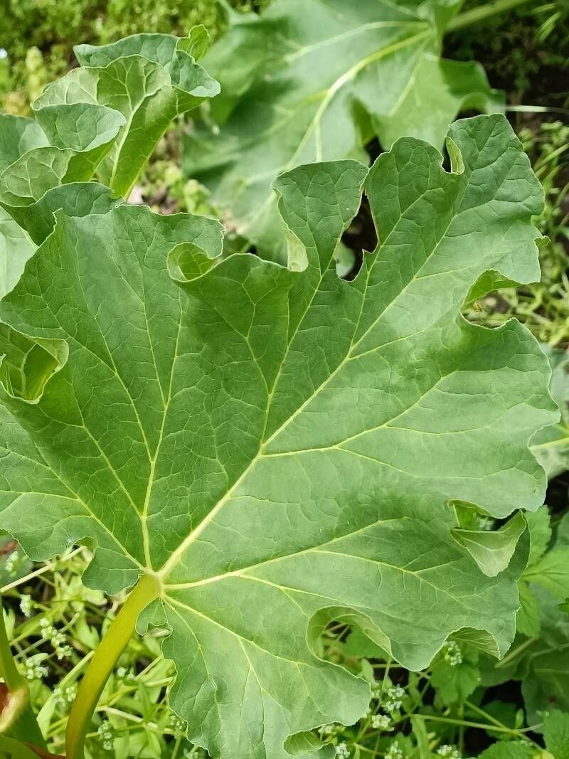 Rheum × hybridum leaf