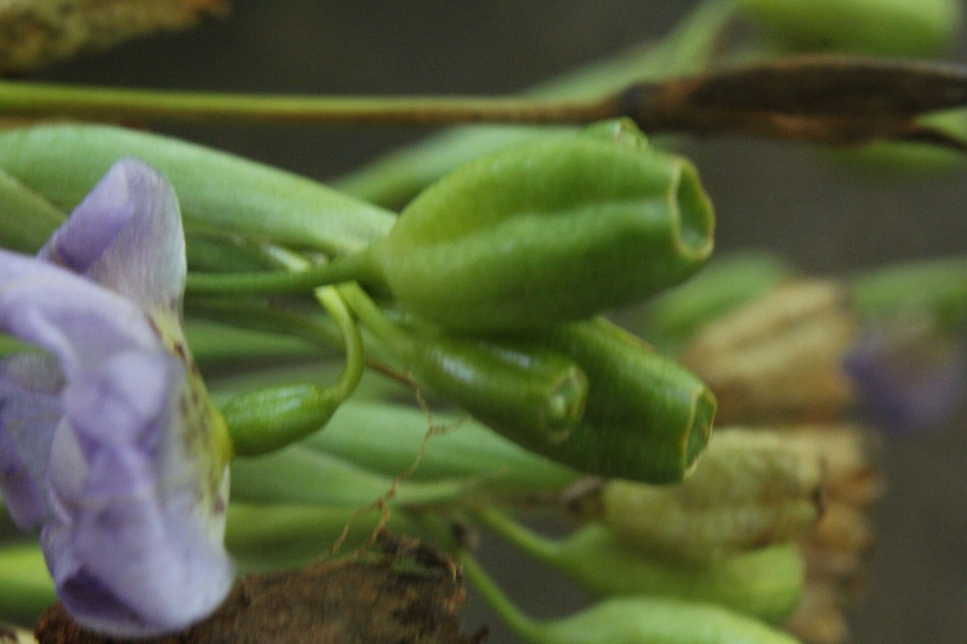 Alophia silvestris fruit