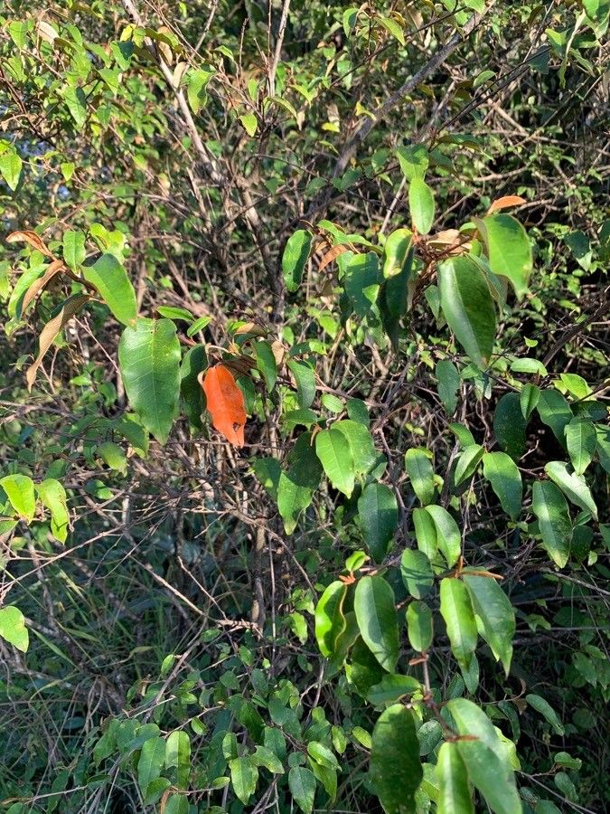 Croton dichogamus — houseplant care guide