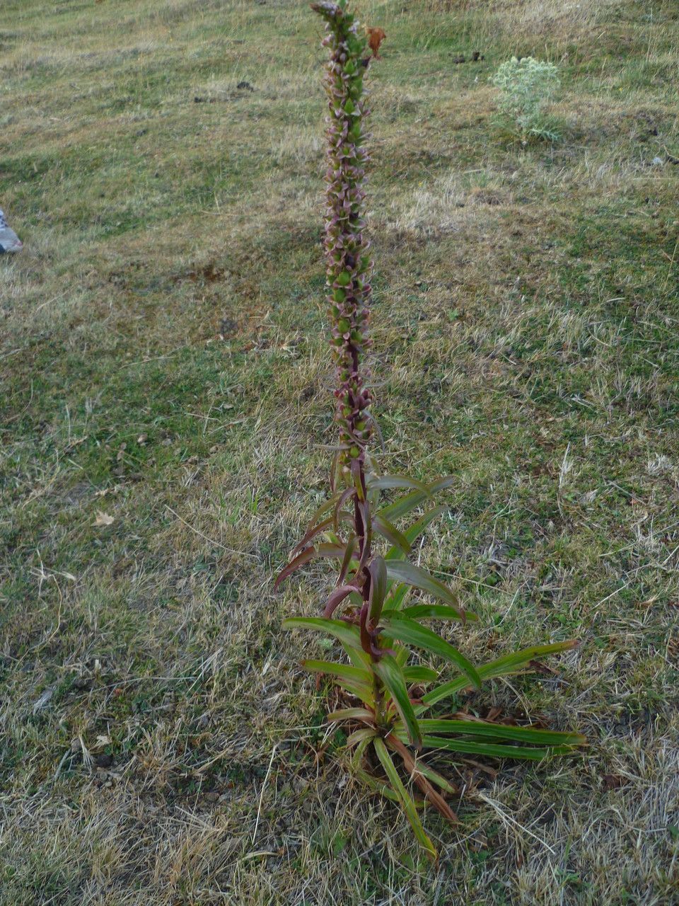 Digitalis lanata leaf