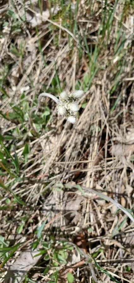 Antennaria neglecta leaf