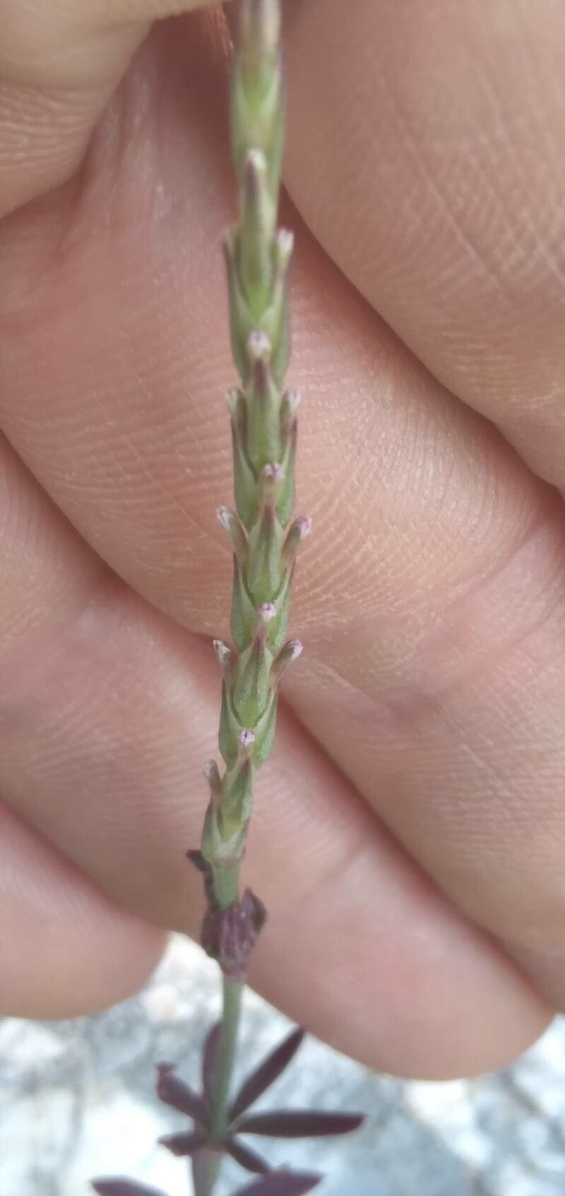 Crucianella latifolia flower