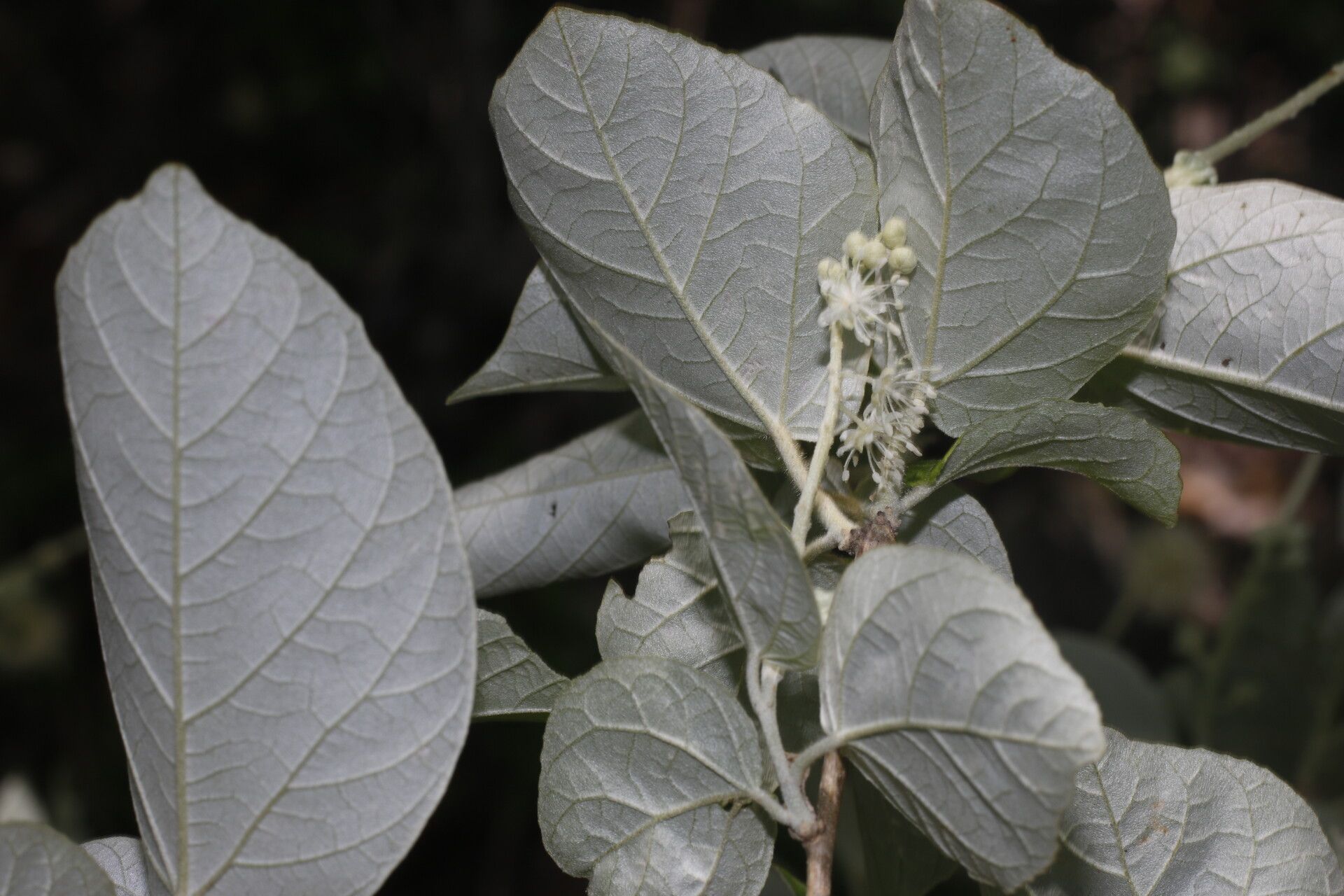Croton yucatanensis leaf