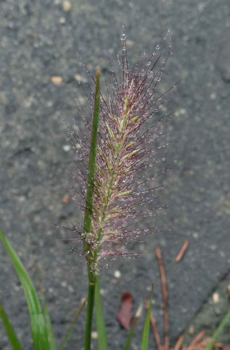 Cenchrus alopecuroides flower