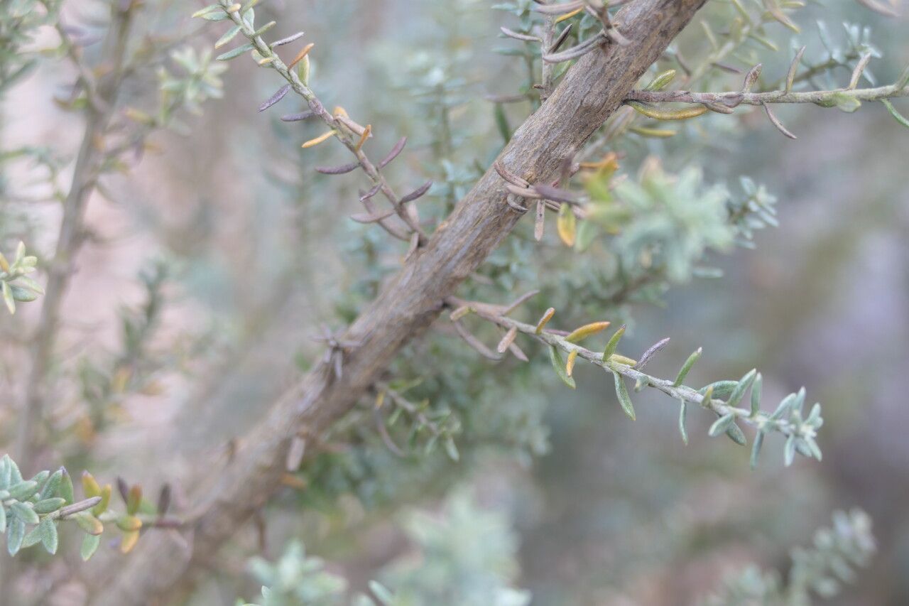 Ozothamnus rosmarinifolius bark