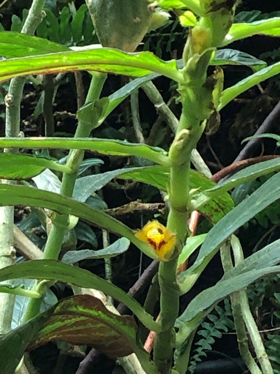 Columnea medicinalis bark
