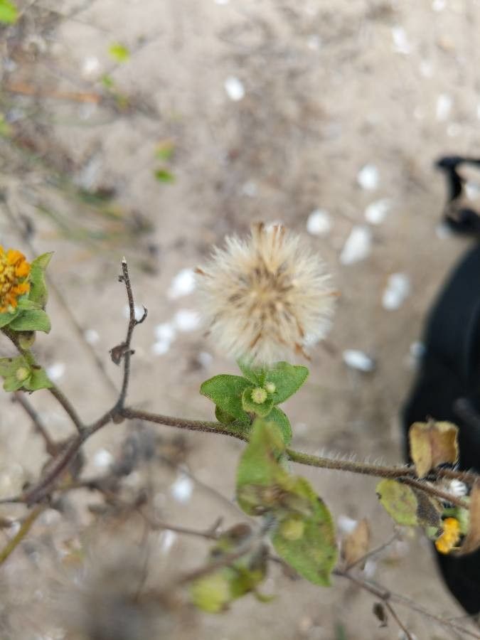 Heterotheca subaxillaris fruit