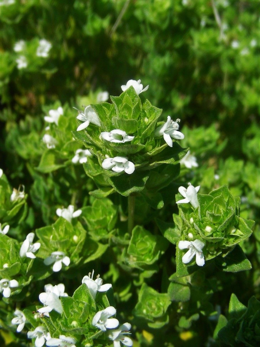 Thymus capitellatus habit