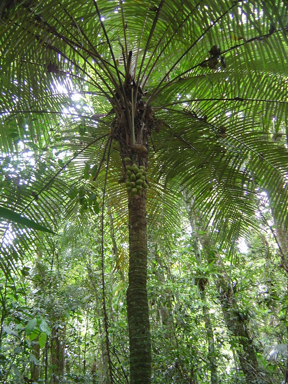 Syagrus hoehnei — houseplant care guide