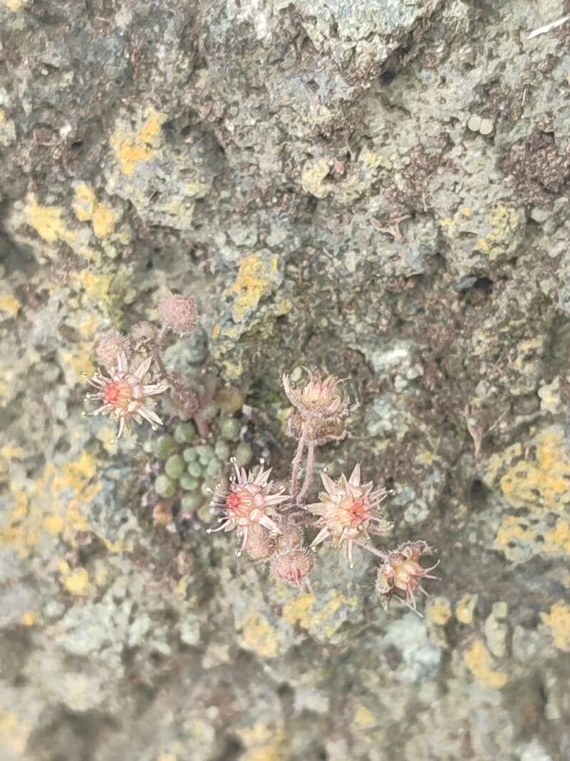 Monanthes polyphylla flower