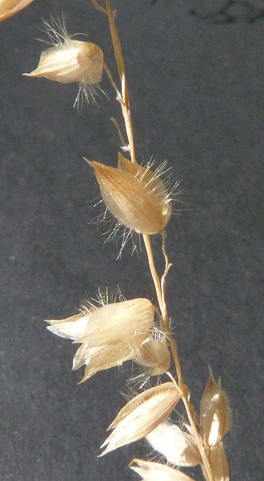 Melica amethystina fruit