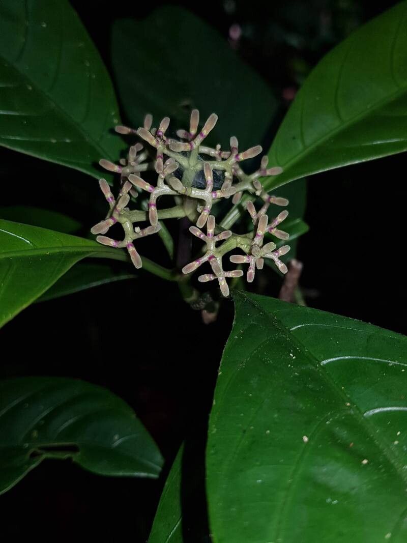 Palicourea calidicola flower