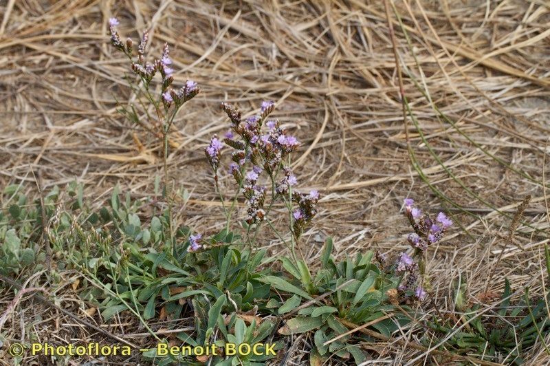 Limonium glomeratum — houseplant care guide
