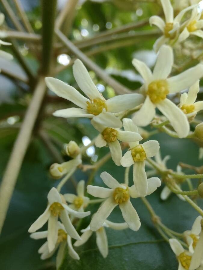 Aleurites moluccanus flower