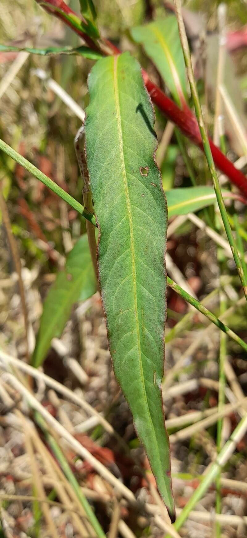 Persicaria acuminata