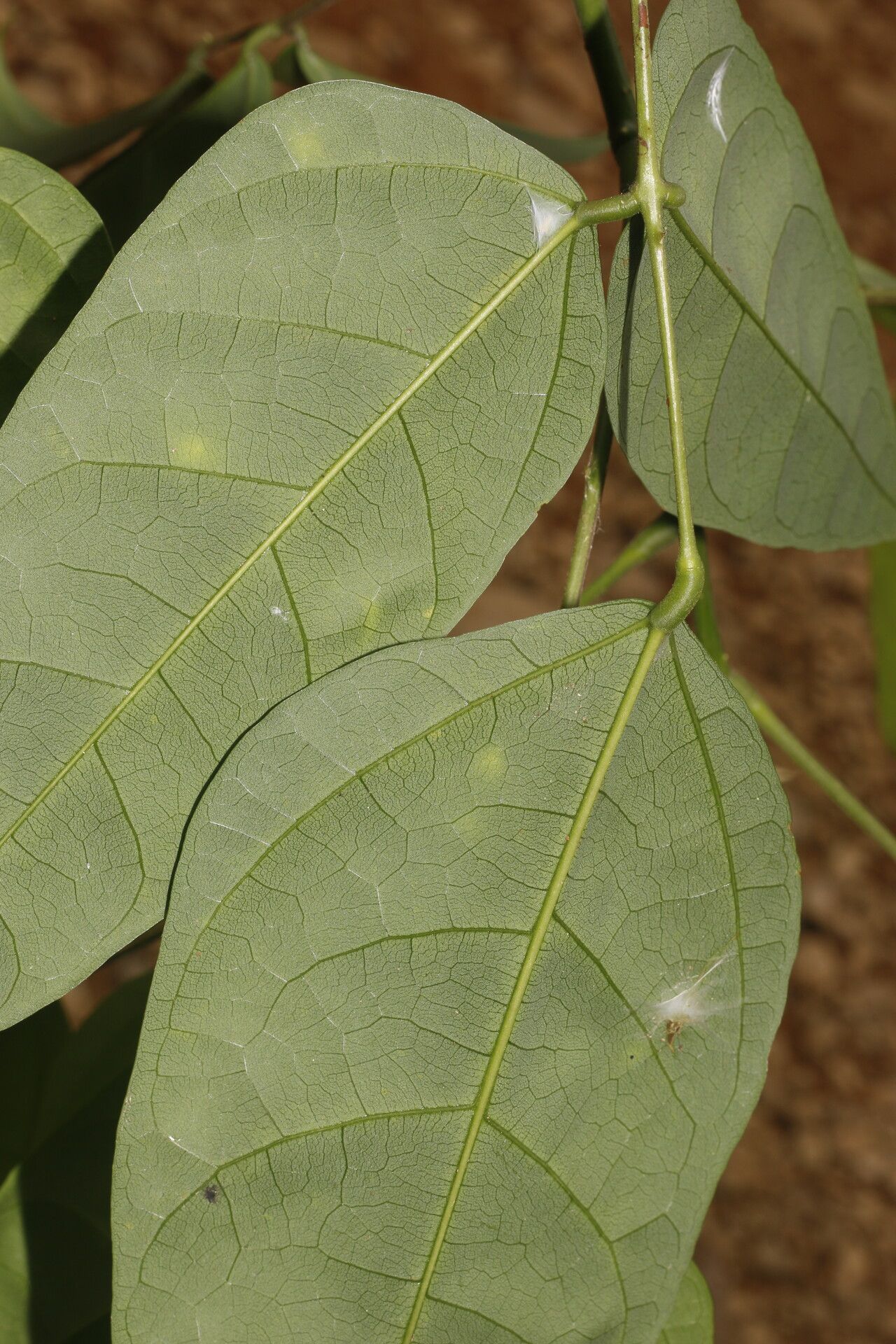 Erythrina cochleata — houseplant care guide