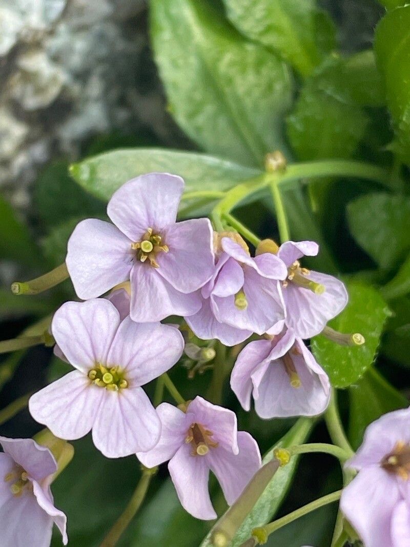 Arabidopsis neglecta flower
