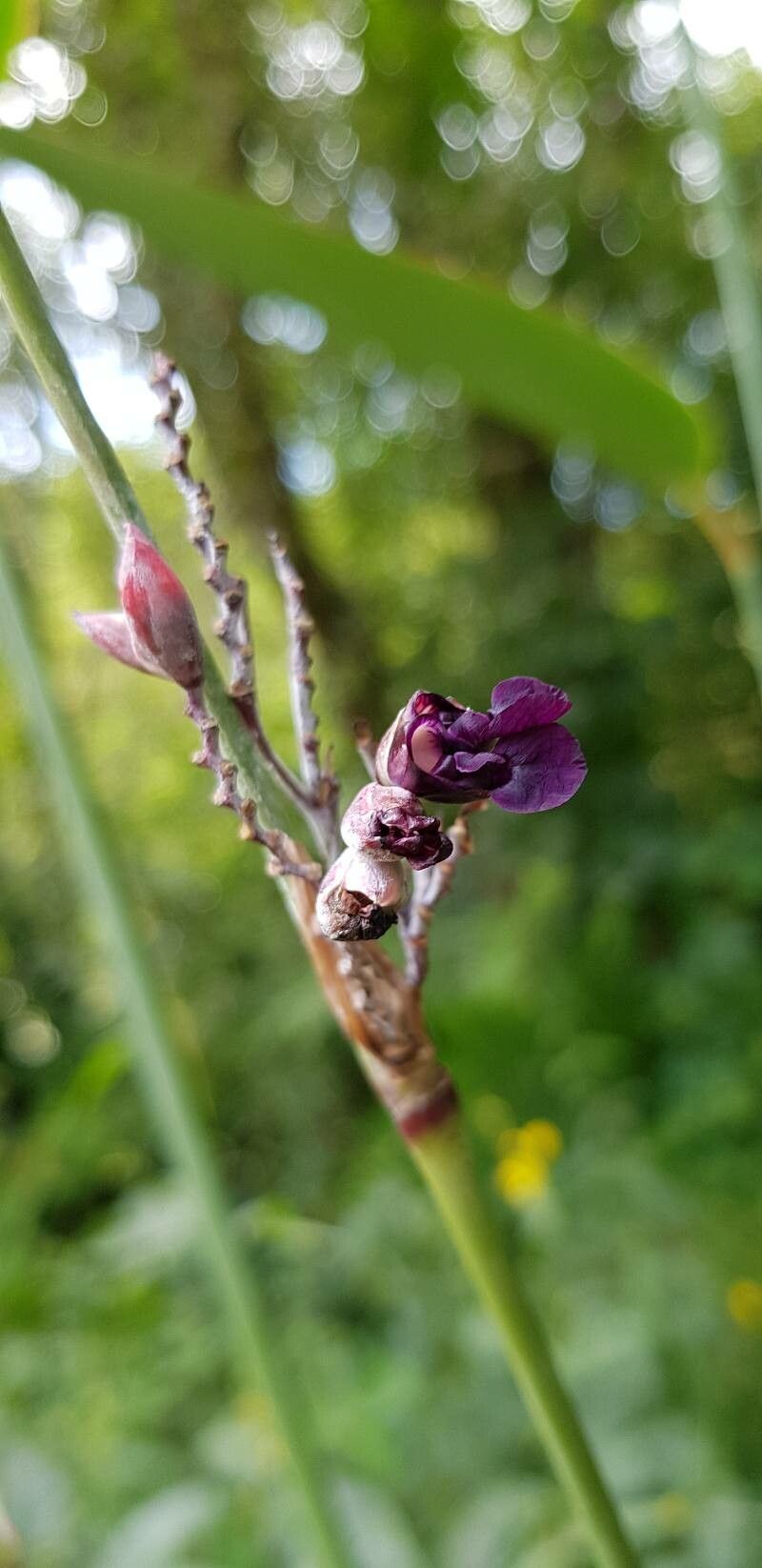 Thalia dealbata flower
