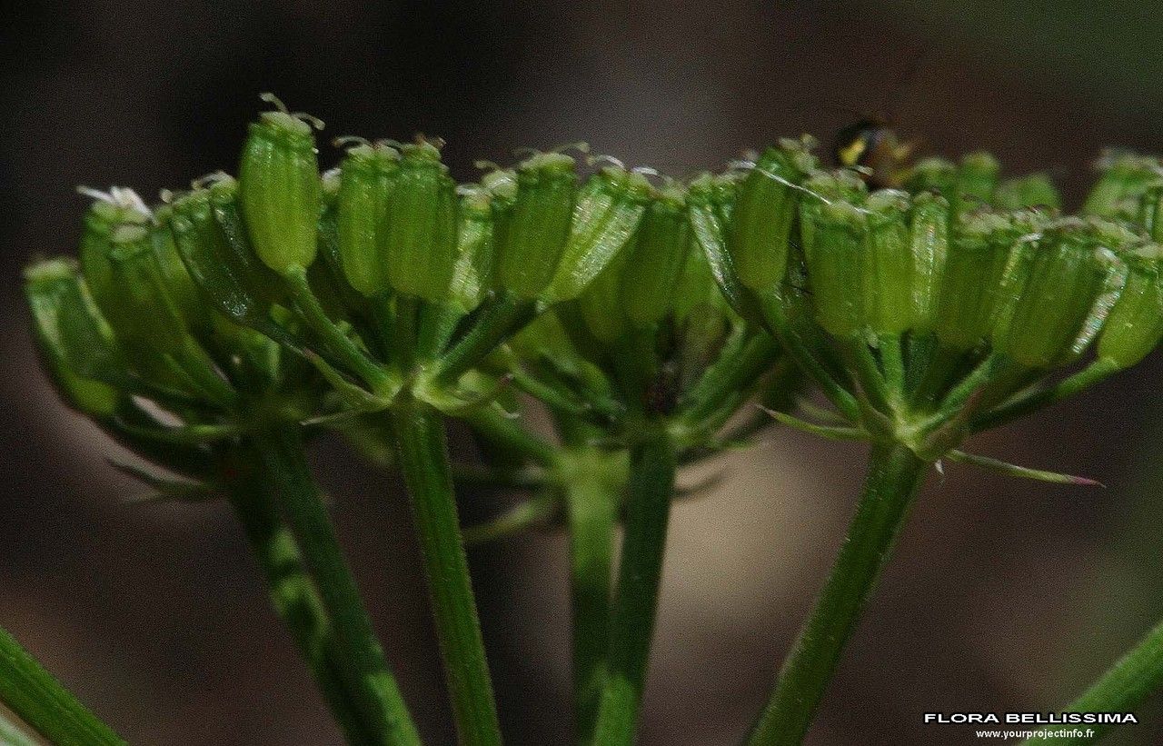 Bunium bulbocastanum fruit