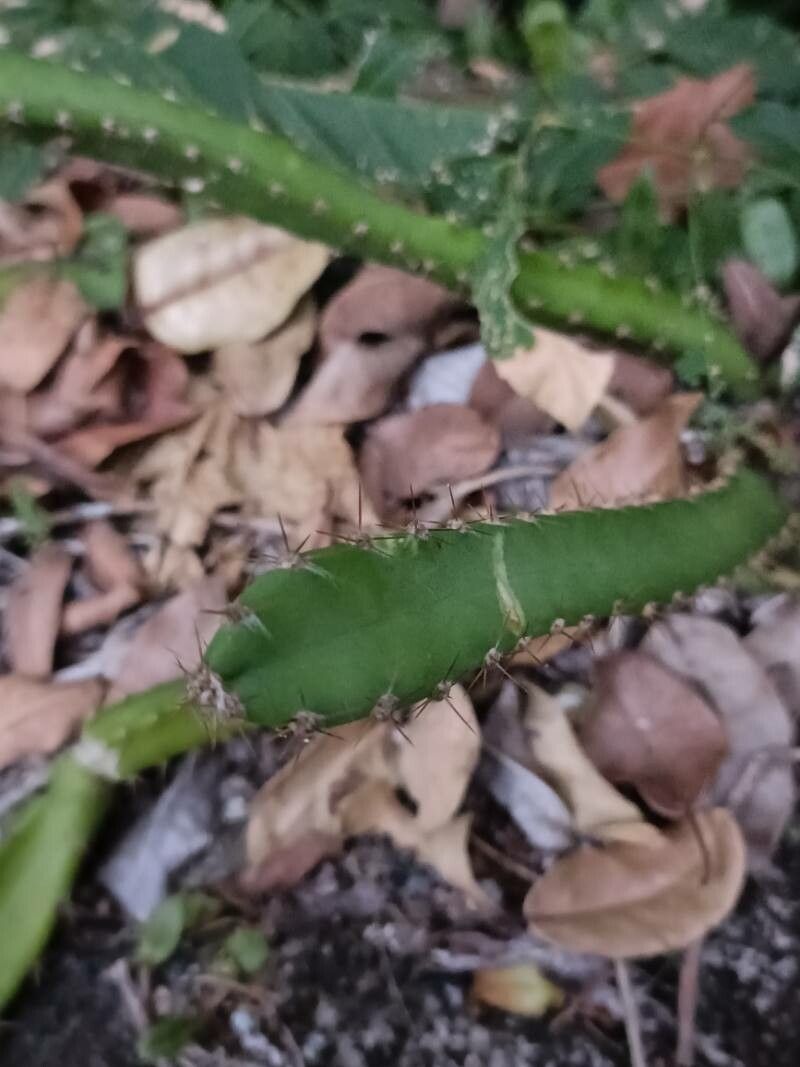 Selenicereus setaceus habit