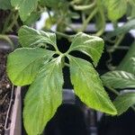 Gynostemma pentaphyllum