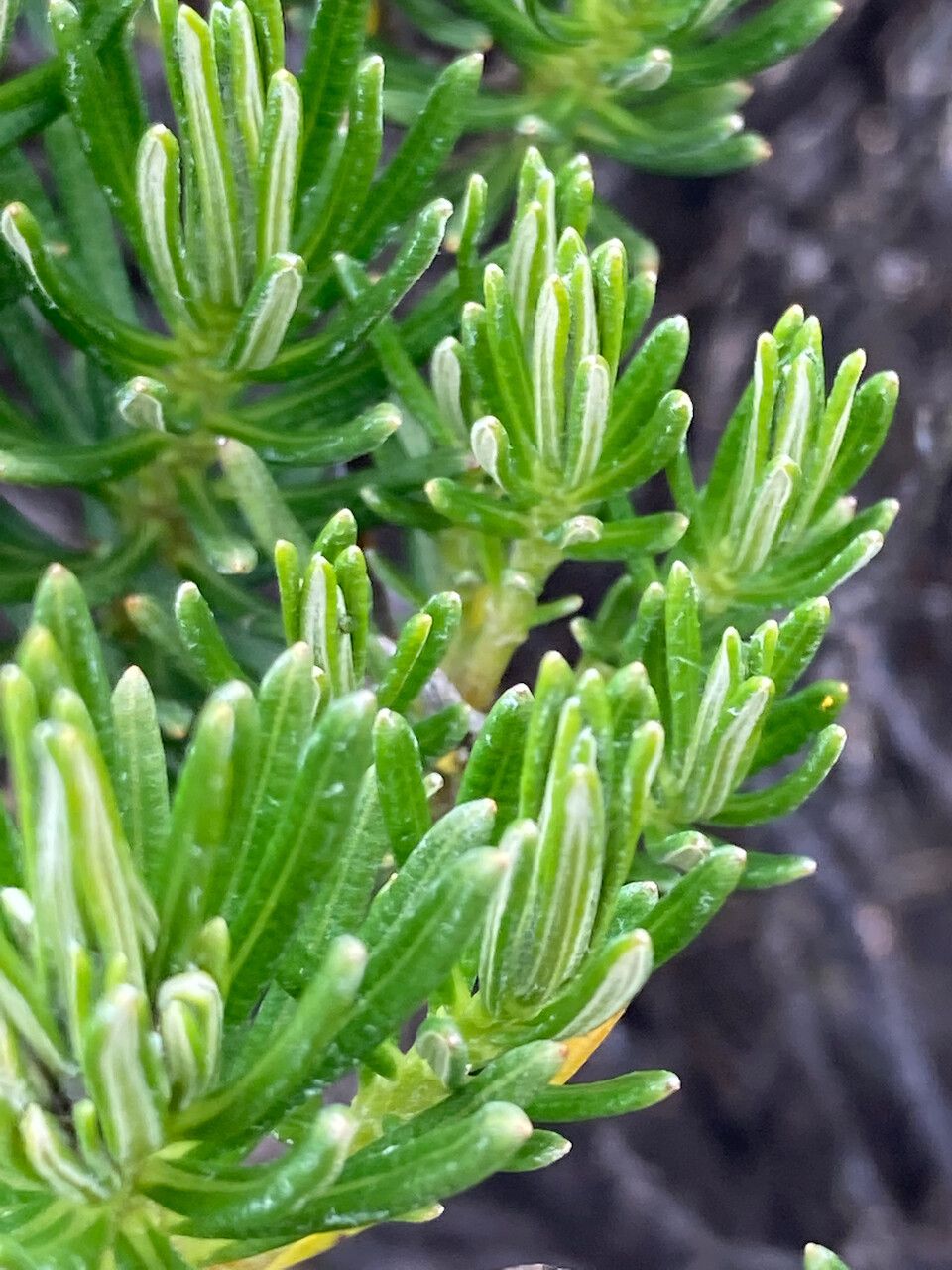 Diplostephium glutinosum — houseplant care guide