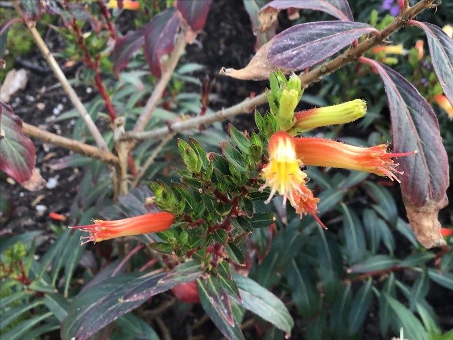 Cuphea melvilla flower