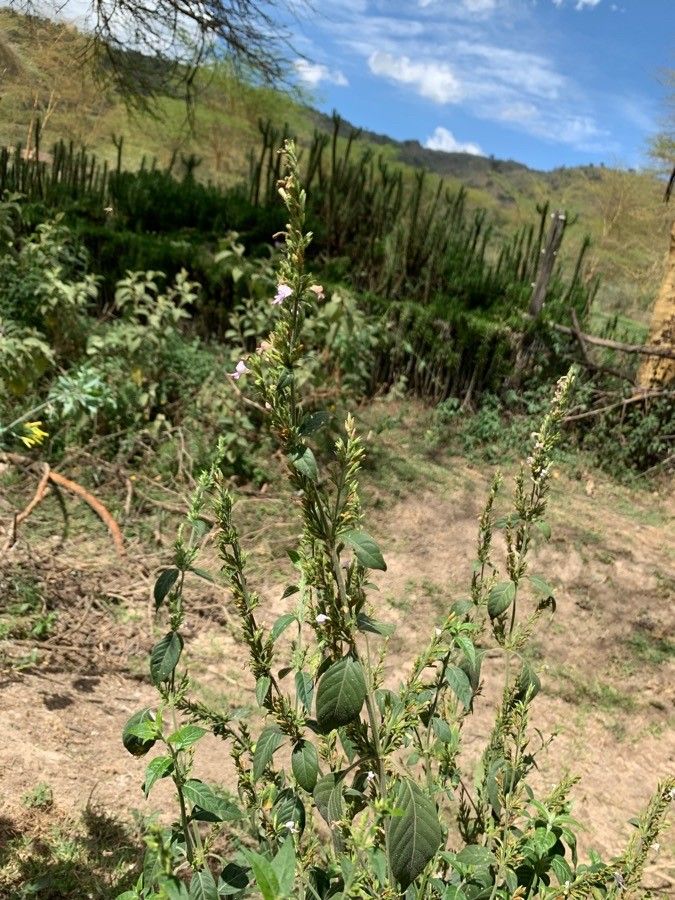 Hypoestes forskaolii fruit
