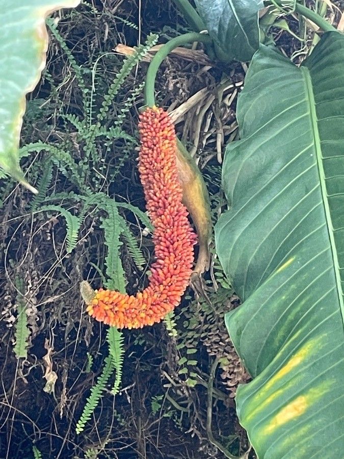 Anthurium veitchii fruit