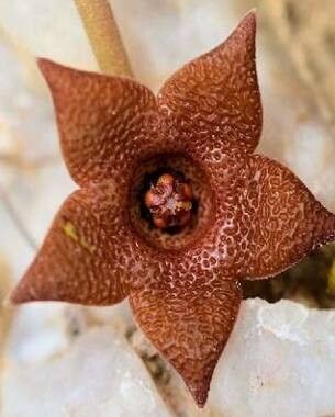 Stapelia similis flower