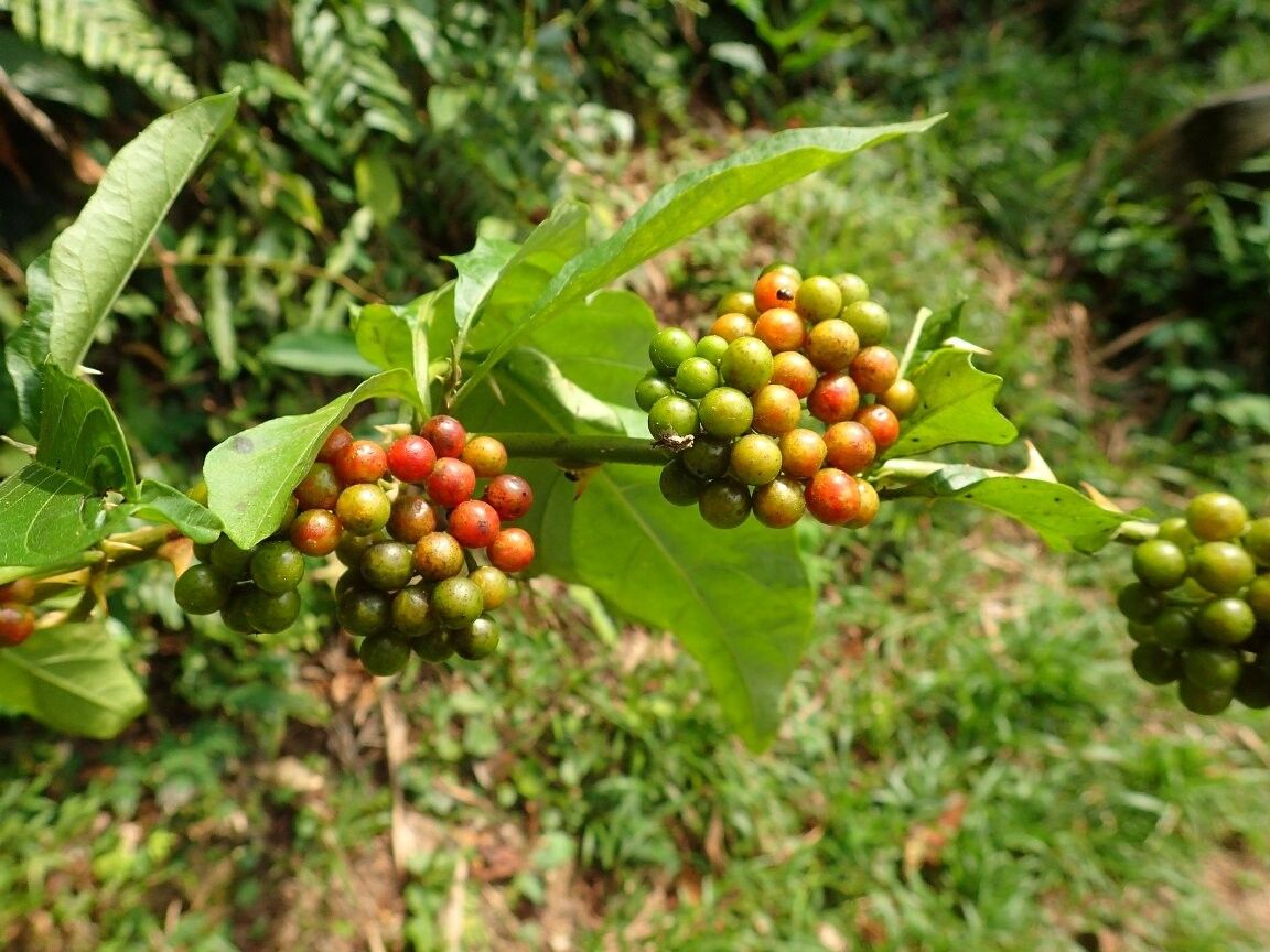 Solanum anomalum — houseplant care guide