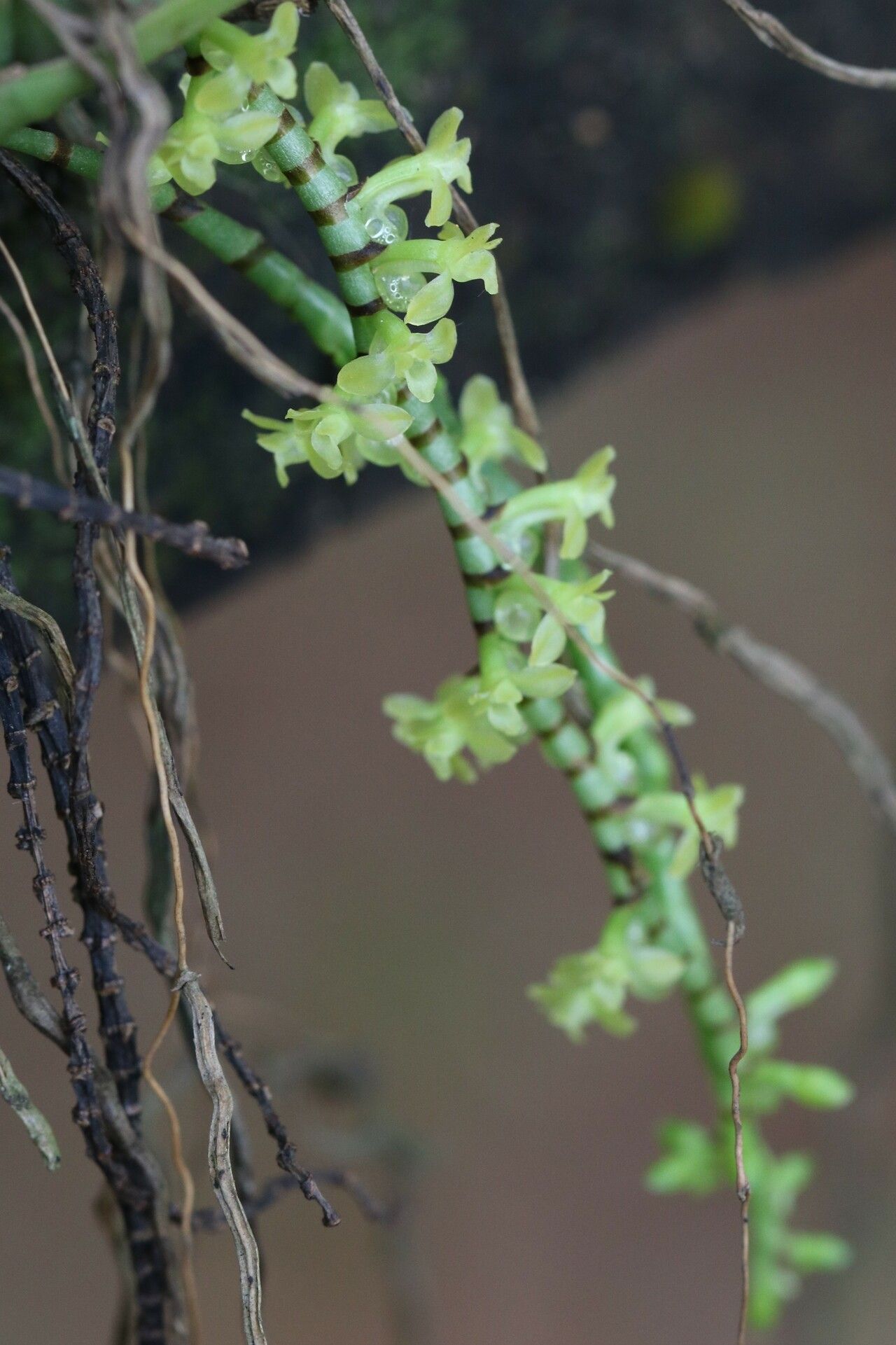 Diaphananthe spiralis — houseplant care guide