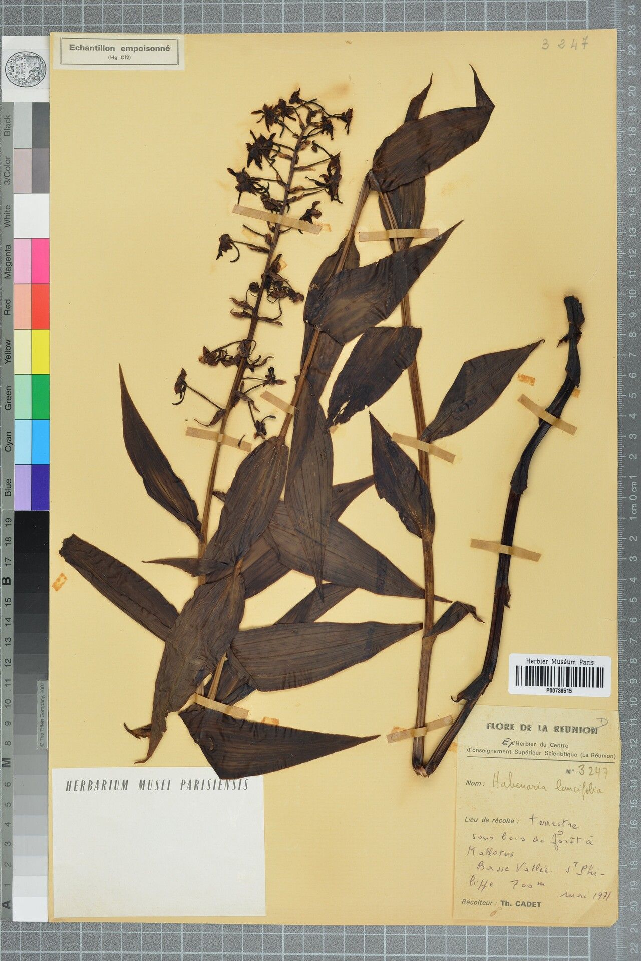 Habenaria lancifolia — houseplant care guide