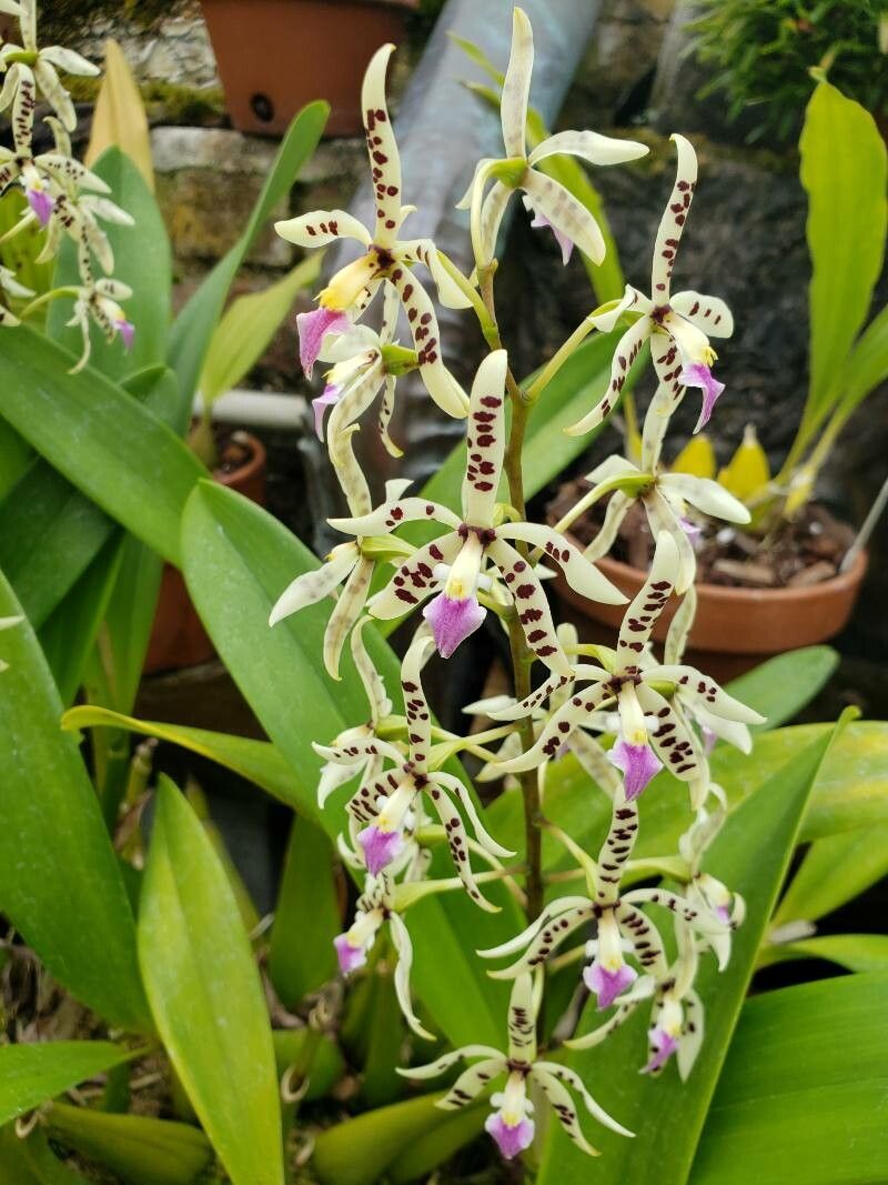 Prosthechea prismatocarpa flower